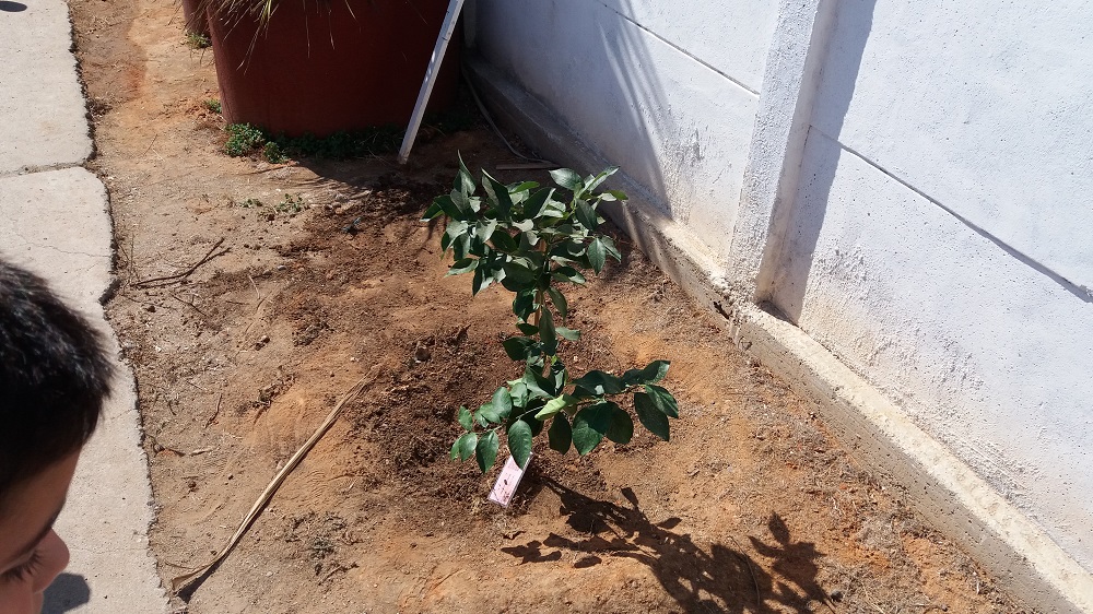 Arbol
