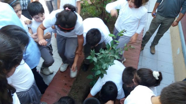 Plantando Arbol